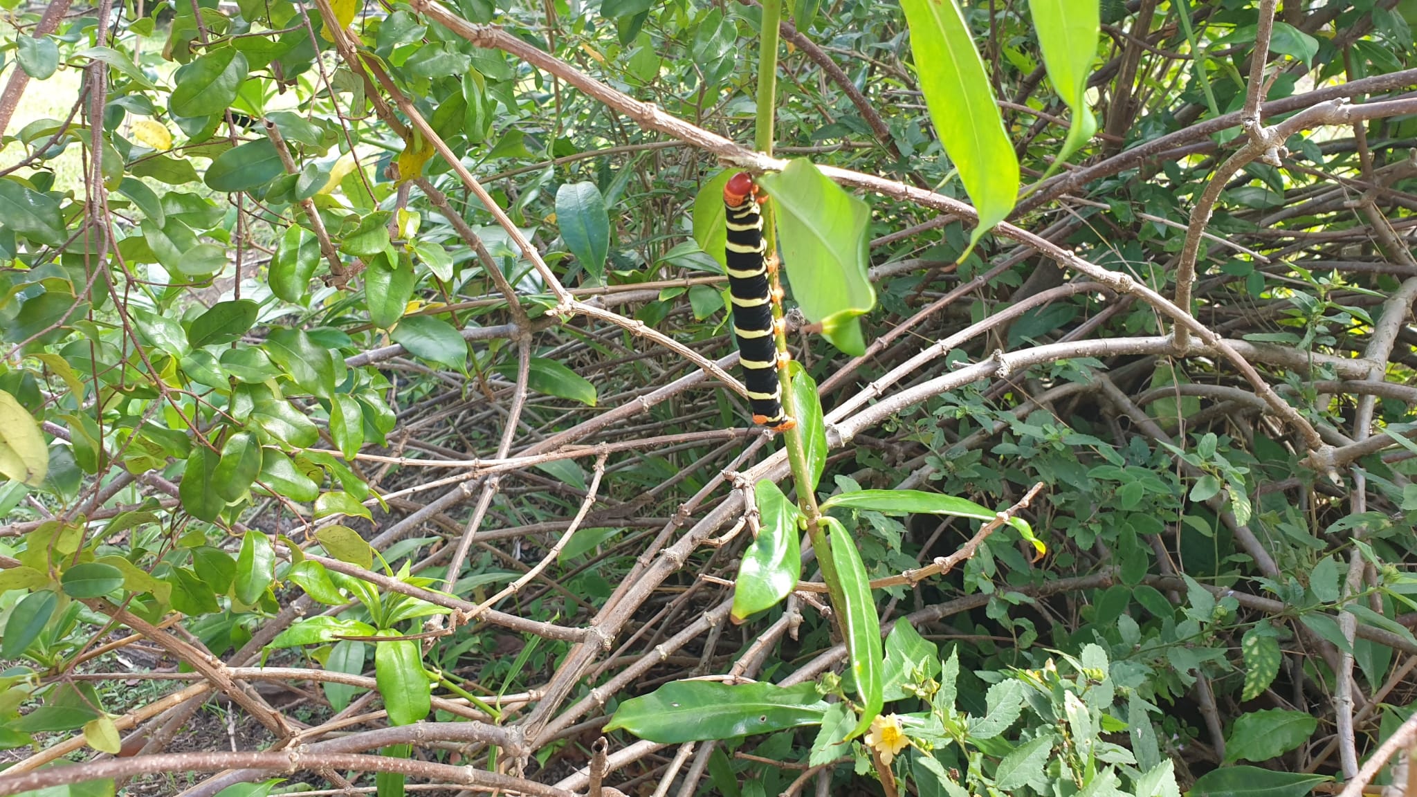 Pic0111.jpg