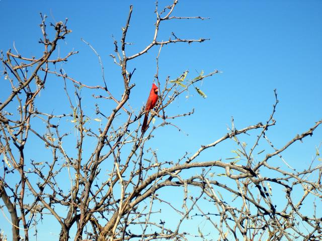 DSCF0152.JPG
